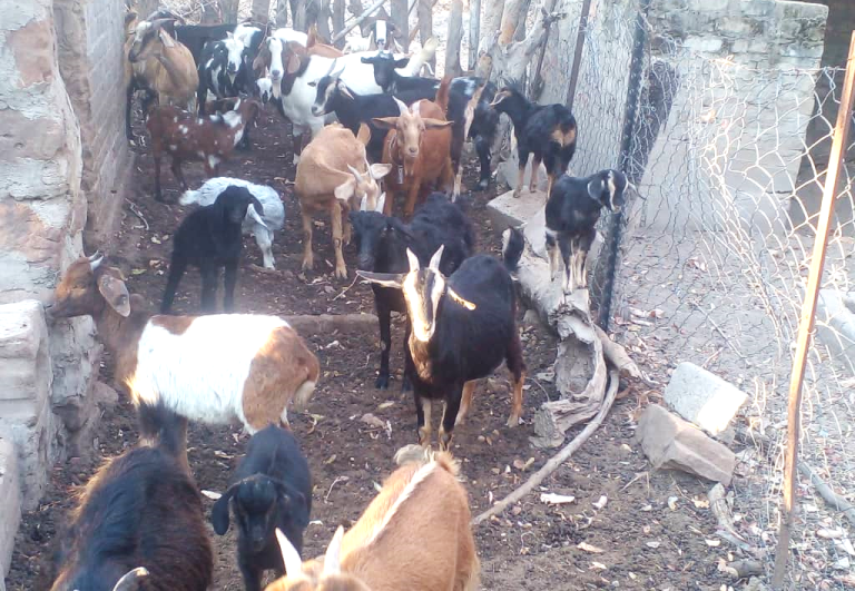 St. John Mary Vianney Mission in Binga embarks on small livestock as part of self-reliance – Catholic Church News