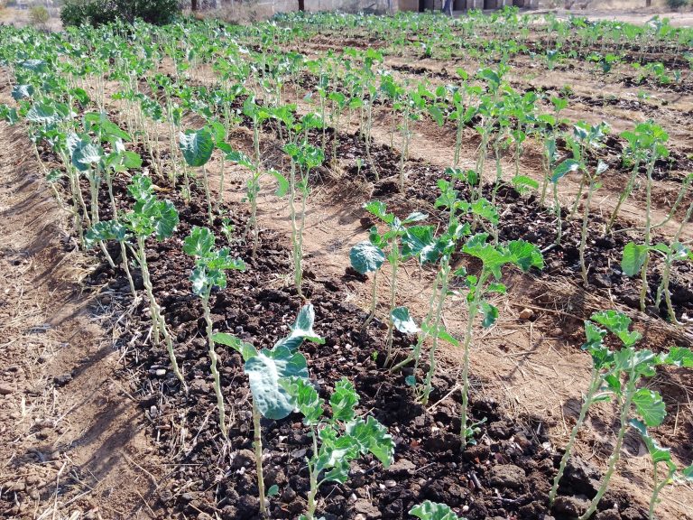 St. Mark’s mission in Binga turns bare ground into productive land to achieve self-reliance – Catholic Church News