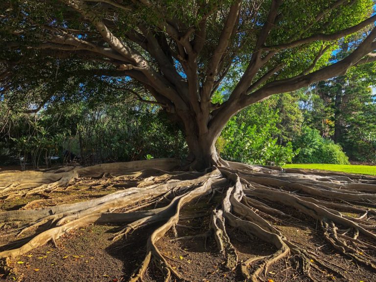 The Tree Of Life Has Been A Powerful Image In Jewish Tradition For Thousands Of Years — Signifying Much More Than Immortality